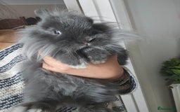 Lionhead rabbits for sale: Beautiful Blue Lion Head Boy - Advert 13