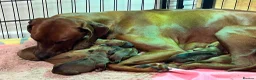 Rhodesian Ridgeback dogs for sale: Beautiful Rhodesian Ridgeback puppies-Family pet - Advert 2