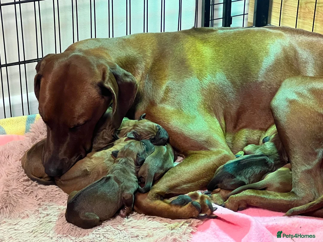 Rhodesian Ridgeback dogs for sale: Beautiful Rhodesian Ridgeback puppies-Family pet - Advert 2