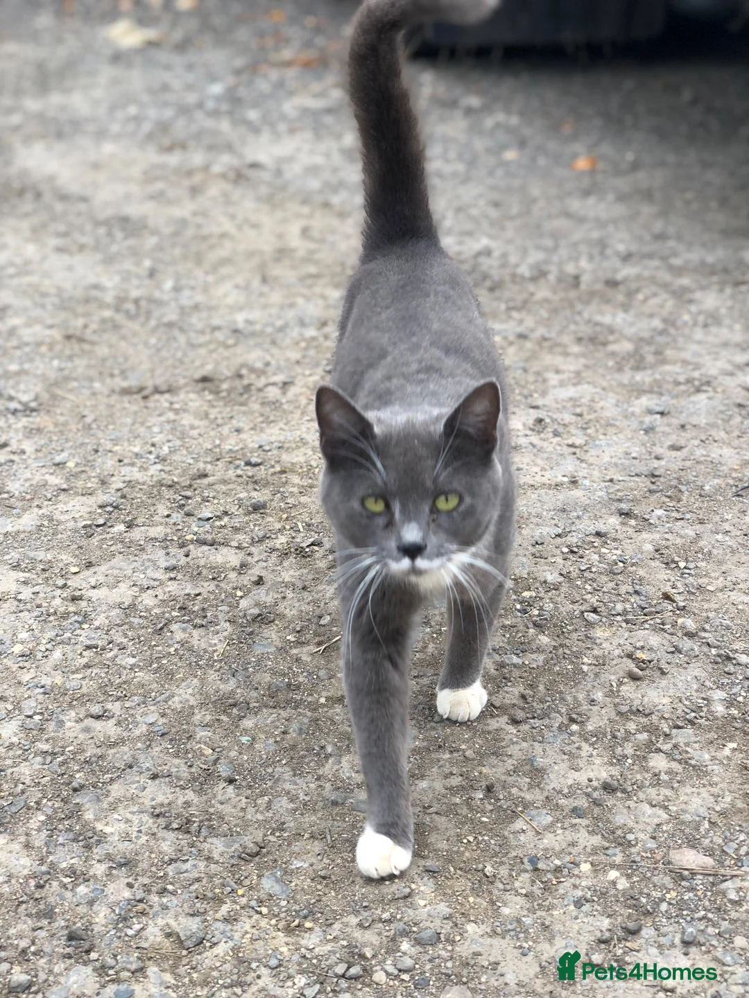Mixed Breed cats for sale: Beautiful kittens with fantastic temperaments🐱 - Advert 11