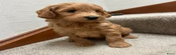 Mini Goldendoodle dogs for sale: Miniature Goldendoodle in Paisley - Advert 4