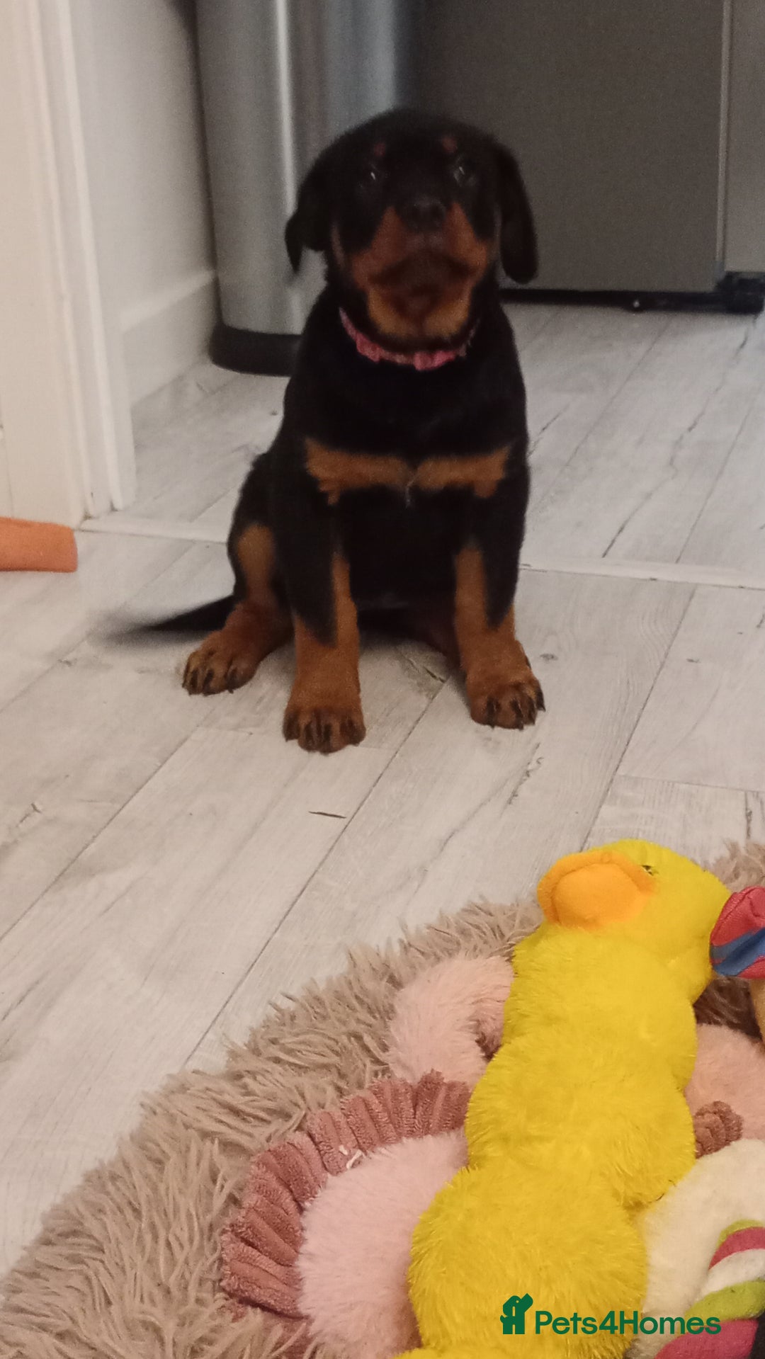Rottweiler dogs for sale: ROTTWEILER PUPPIES- READY NOW - ONLY ONE LEFT!! - Advert 23