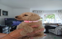 Standard Poodle dogs for sale: Stunning KC Standard Poodle Puppies for sale - Image 4