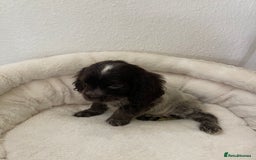 Cocker Spaniel dogs for sale: KC Show Chocolate Roan Boy! - ready 5th October!! - Image 34
