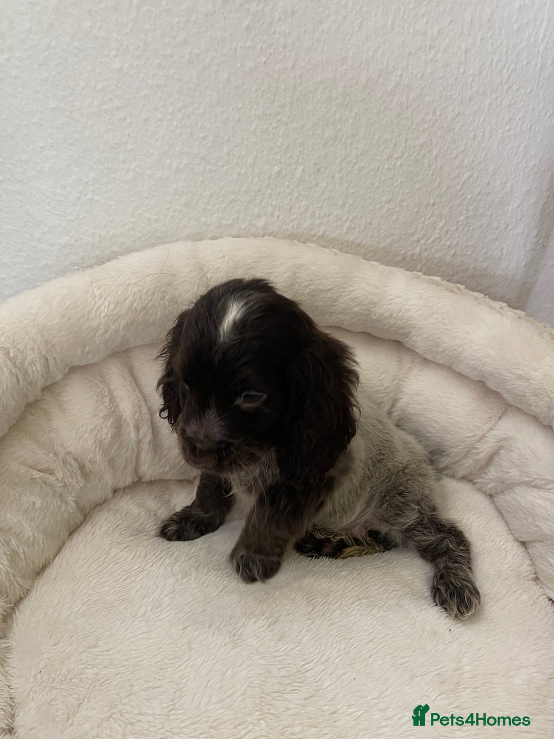 Cocker Spaniel dogs for sale: KC Show Chocolate Roan Boy! - ready 5th October!! - Image 34