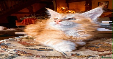 Maine Coon cats - Advert 13