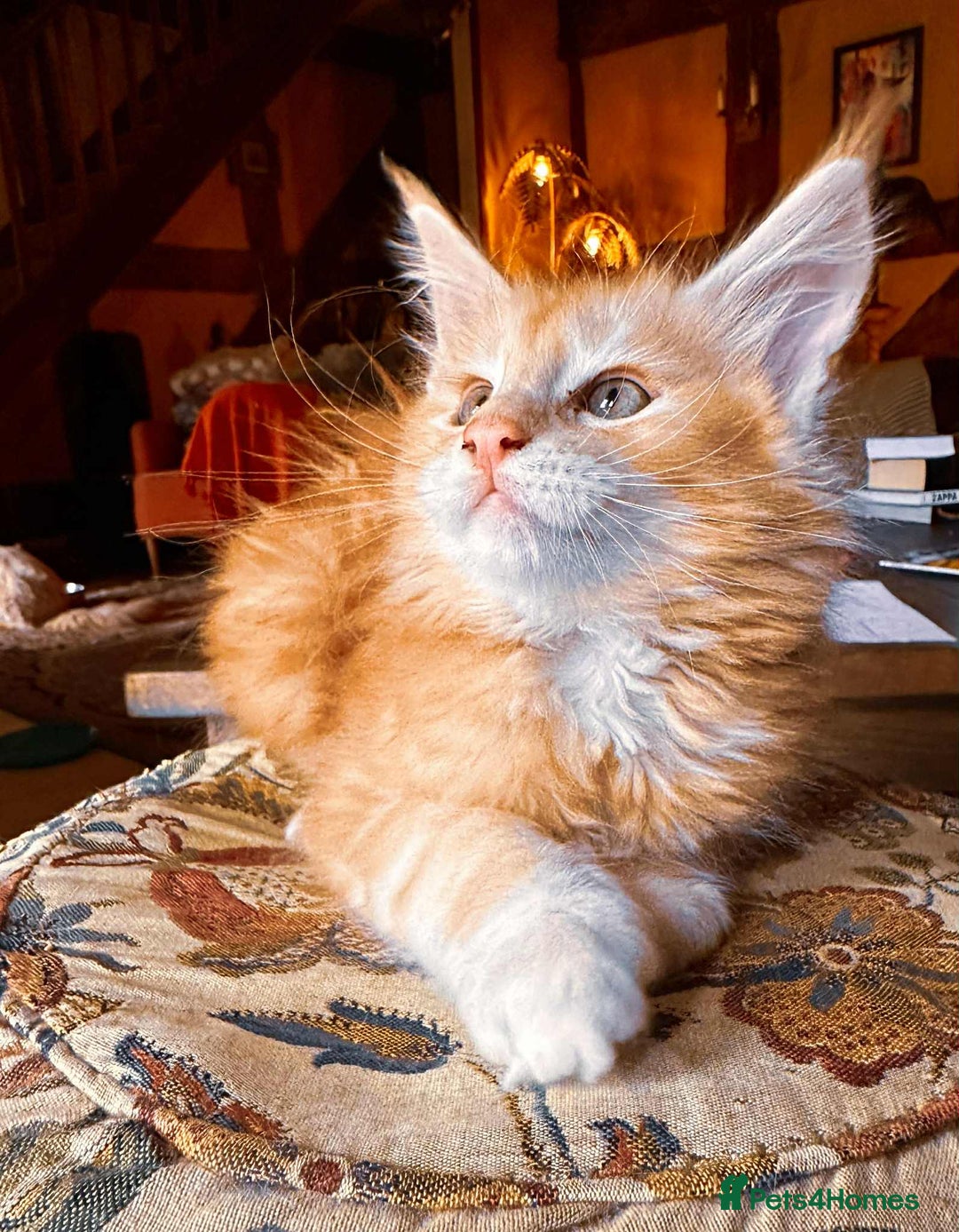 Maine Coon cats for sale: Maine Coon Pure Bred Kittens, TICA Registered - Image 4