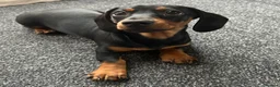 Miniature Dachshund dogs for sale: Miniature dachshund - Advert 6