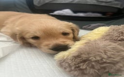 Golden Retriever dogs for sale: Golden retriever puppies - Image 8