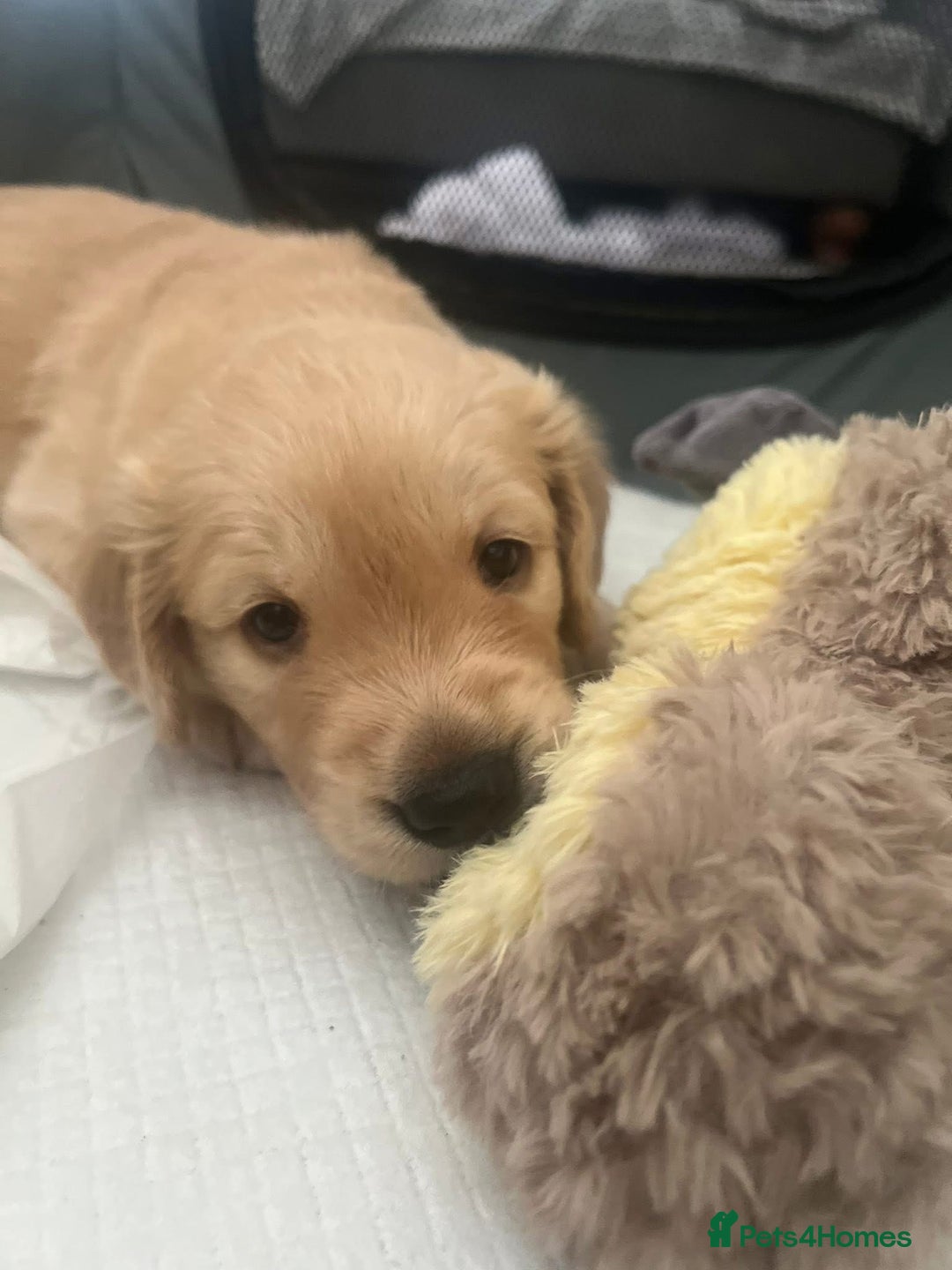 Golden Retriever dogs for sale: Golden retriever puppies - Image 8