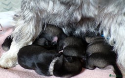 Schnauzer dogs for sale: Schnauzer Puppies for sale - Image 2