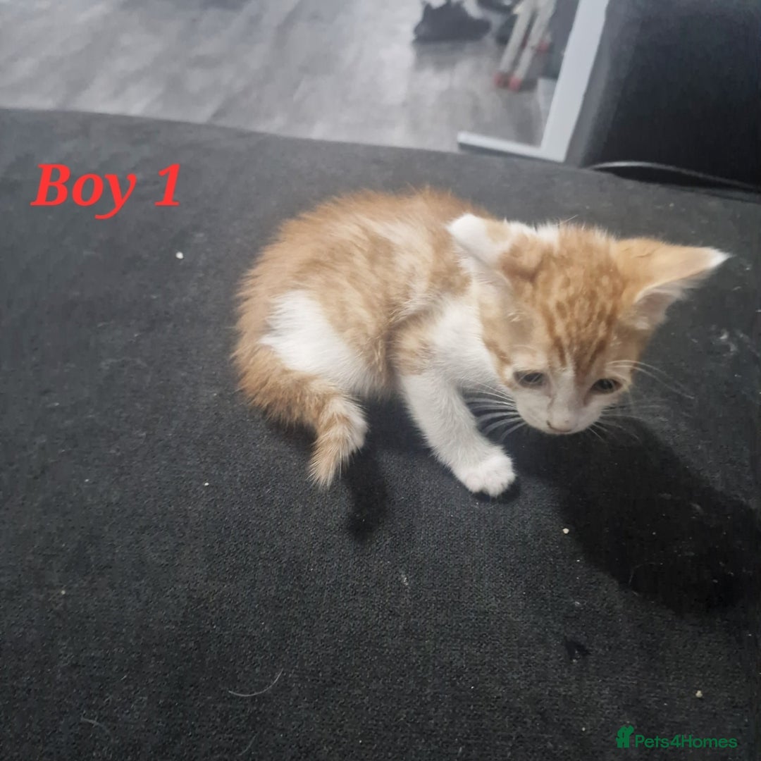 Mixed Breed cats for sale: Beautiful kittens for sale - Image 8