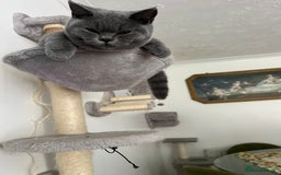 Brazilian Shorthair cats for sale: Last 2 BSH BOYS GCCF registered !!! - Image 6