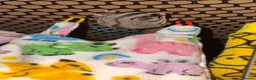 Sugar Glider rodents for sale: Sugar gliders  - Advert 6