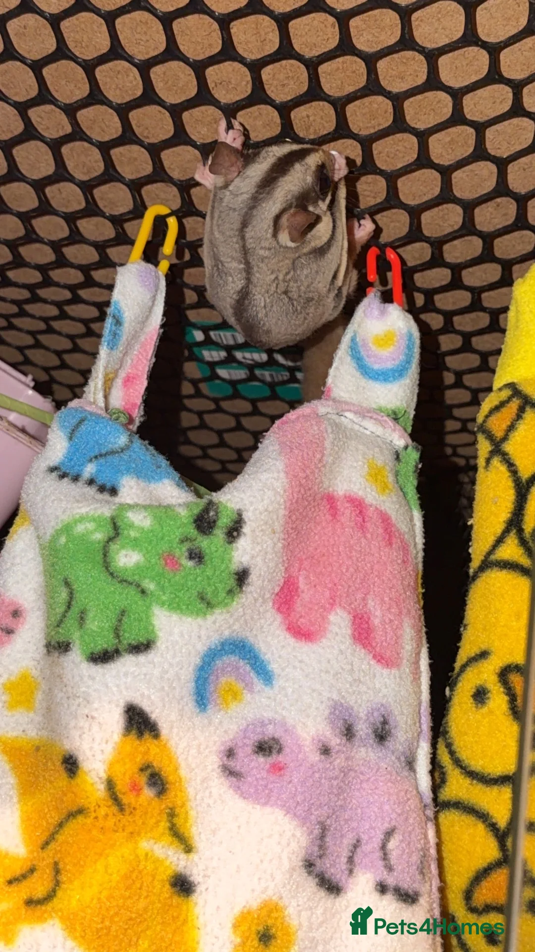 Sugar Glider rodents for sale: Sugar gliders  - Advert 6