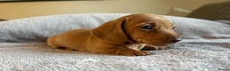 Miniature Dachshund dogs for sale: KC Registered Miniature Dachshund’s  - Advert 6