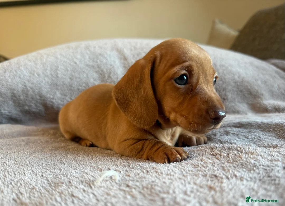 Miniature Dachshund dogs for sale: KC Registered Miniature Dachshund’s  - Advert 6