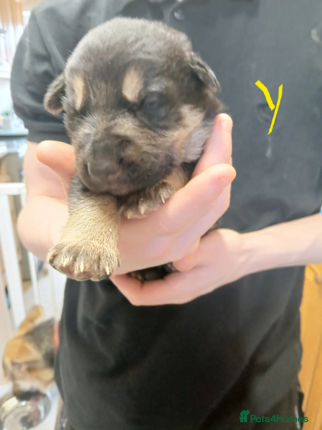 German Shepherd dogs for sale: German shepards  - Advert 22