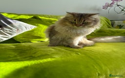British Longhair cats for sale: British Longhair Kitten for sale  - Image 7
