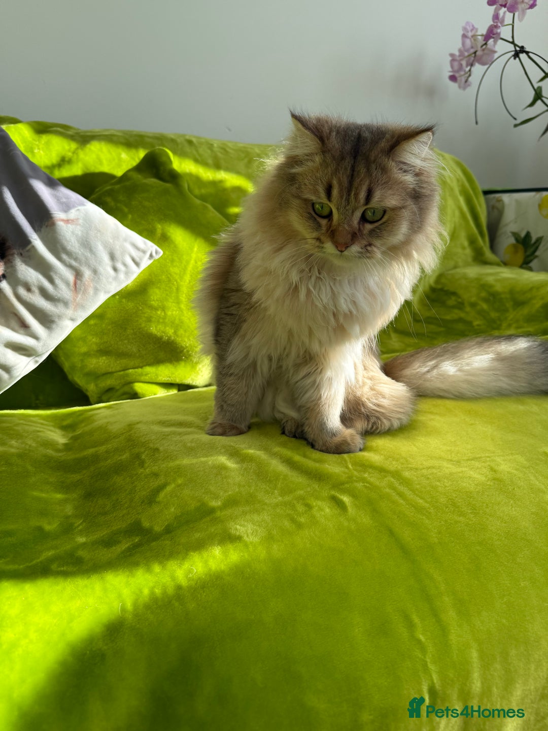 British Longhair cats for sale: British Longhair Kitten for sale  - Image 7