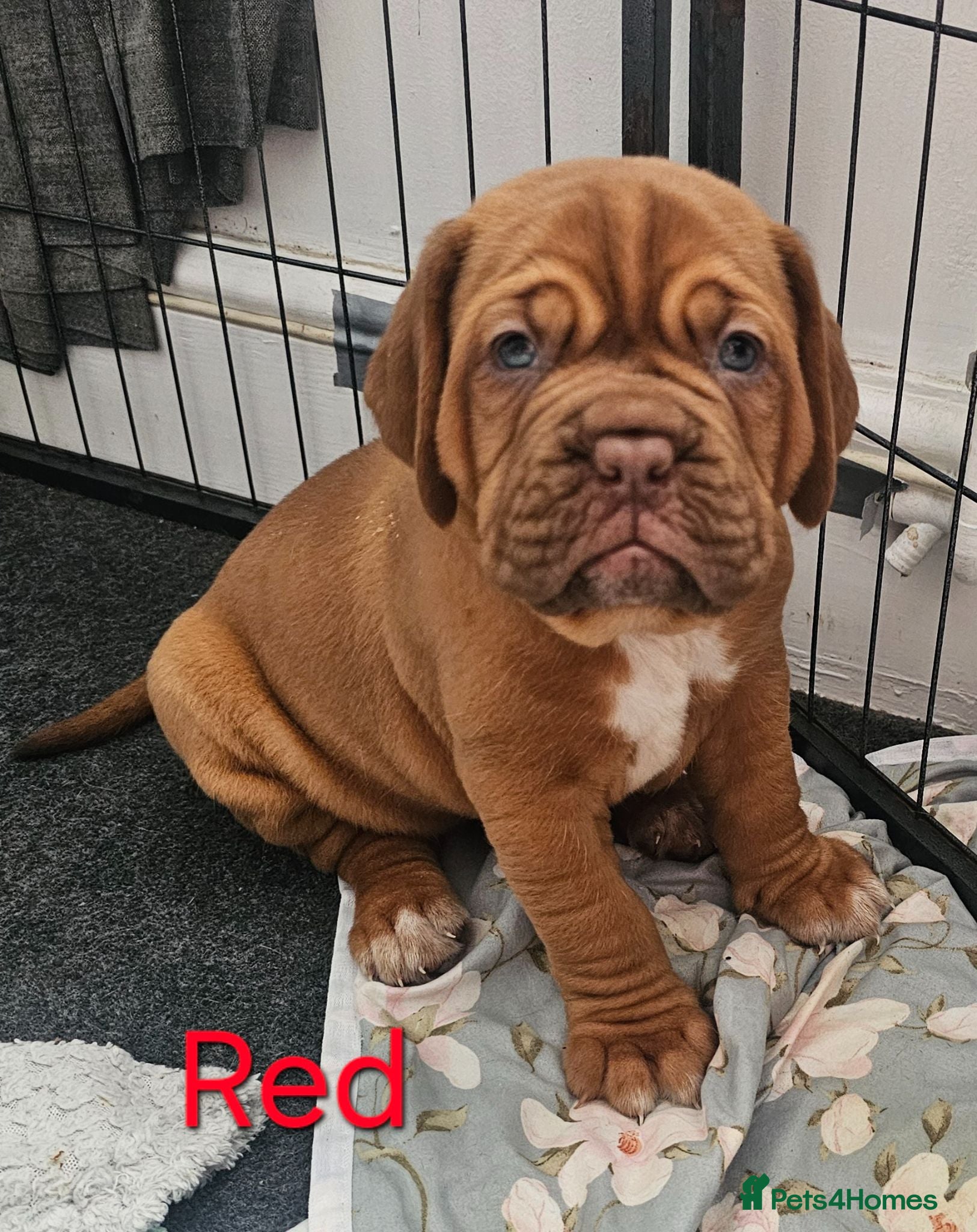 Dogue De Bordeaux dogs 🐾 4 Beautiful Dogue De Bordeaux Puppies 🐾 - Advert 2