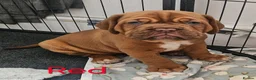Dogue De Bordeaux dogs for sale: 🐾 4 Beautiful Dogue De Bordeaux Puppies 🐾 in Crewe - Advert 1