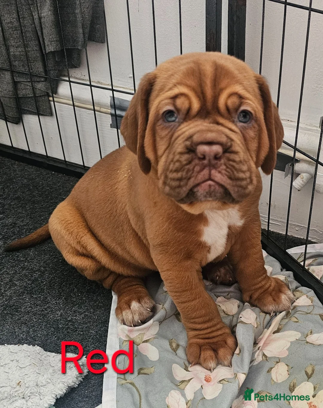 Dogue De Bordeaux dogs for sale: 🐾 4 Beautiful Dogue De Bordeaux Puppies 🐾 in Crewe - Advert 1