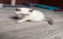 British Shorthair cats for sale: British shorthair GGCF Blue colourpoint kittens  - Image 8