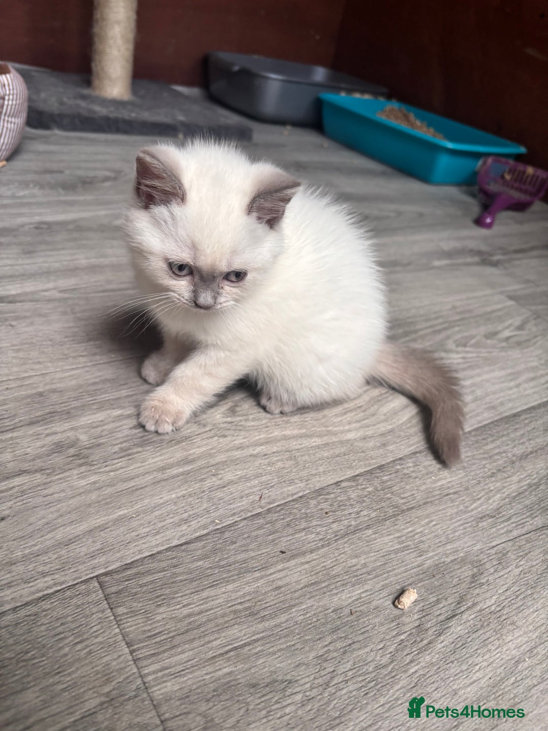 British Shorthair cats for sale: British shorthair GGCF Blue colourpoint kittens  - Image 8