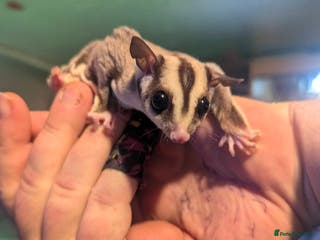 Guinea Pig rodents Guinea Pigs and other rodents available - Advert 1