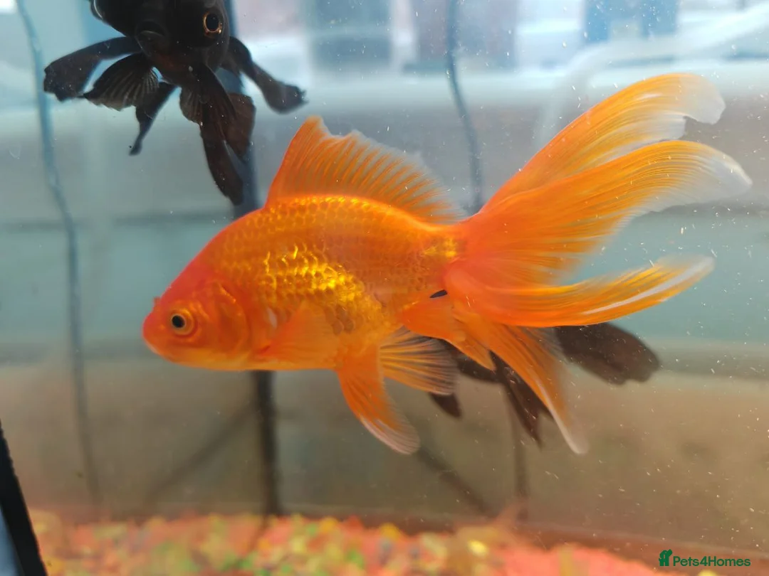 Goldfish fish for sale: Goldfish , Veiltail , Fancy, Telescope black in Glasgow - Advert 25