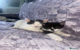 Domestic Shorthair cats for sale: Lola - 8 Weeks Old – Ready Now - Image 9