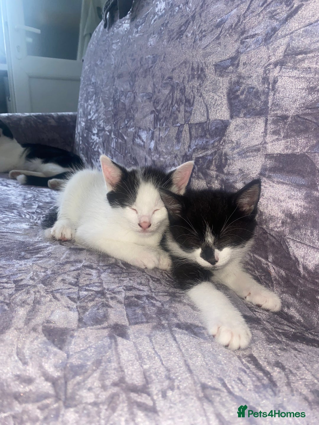 Domestic Shorthair cats for sale: Lola - 8 Weeks Old – Ready Now - Image 9