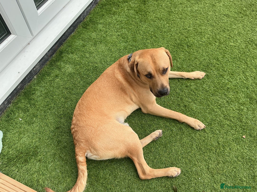 Mixed Breed dogs for sale: Louie - Advert 3