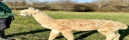 Alpaca livestock for sale: A very special breeding group of 16 alpacas - Advert 5