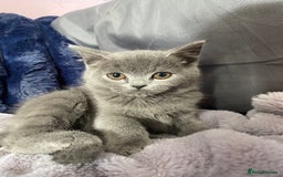 British Shorthair cats for sale: Beautiful litter of baby blues ready  - Image 10