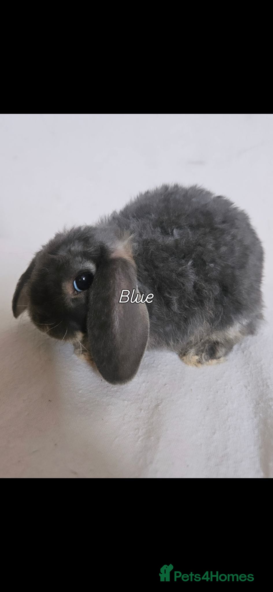 Mini Lop rabbits 5 weeks Pure bred Mini Plush Lops SUFFOLK PLUSH - Advert 1