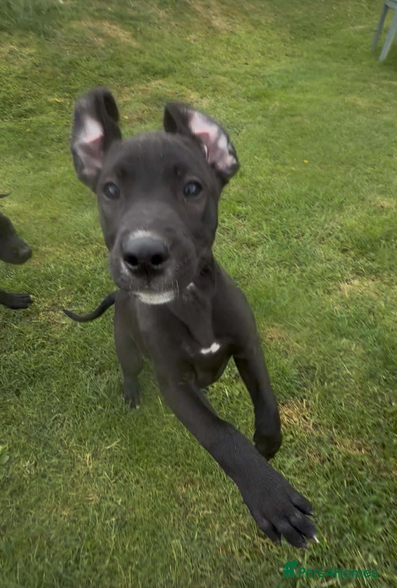 Mixed Breed dogs Lurcher x Presa  - Advert 15