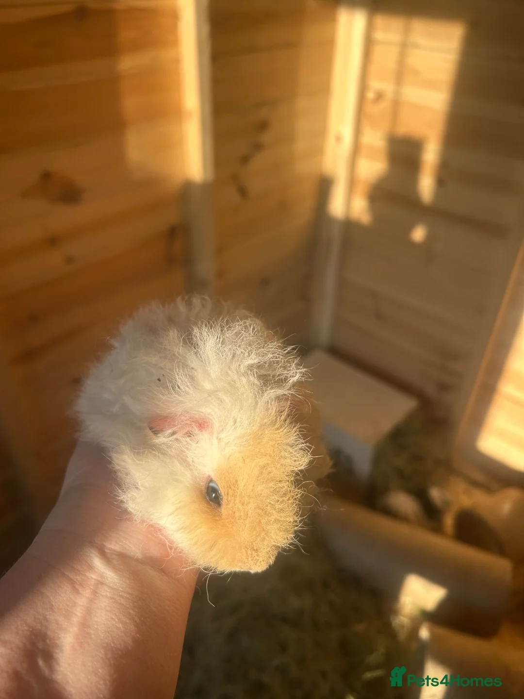 Guinea Pig rodents for sale: Longhair guineapigs  - Advert 2