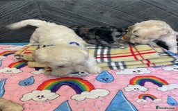 Cockapoo dogs for sale: Cockapoo puppies F1  - Image 12
