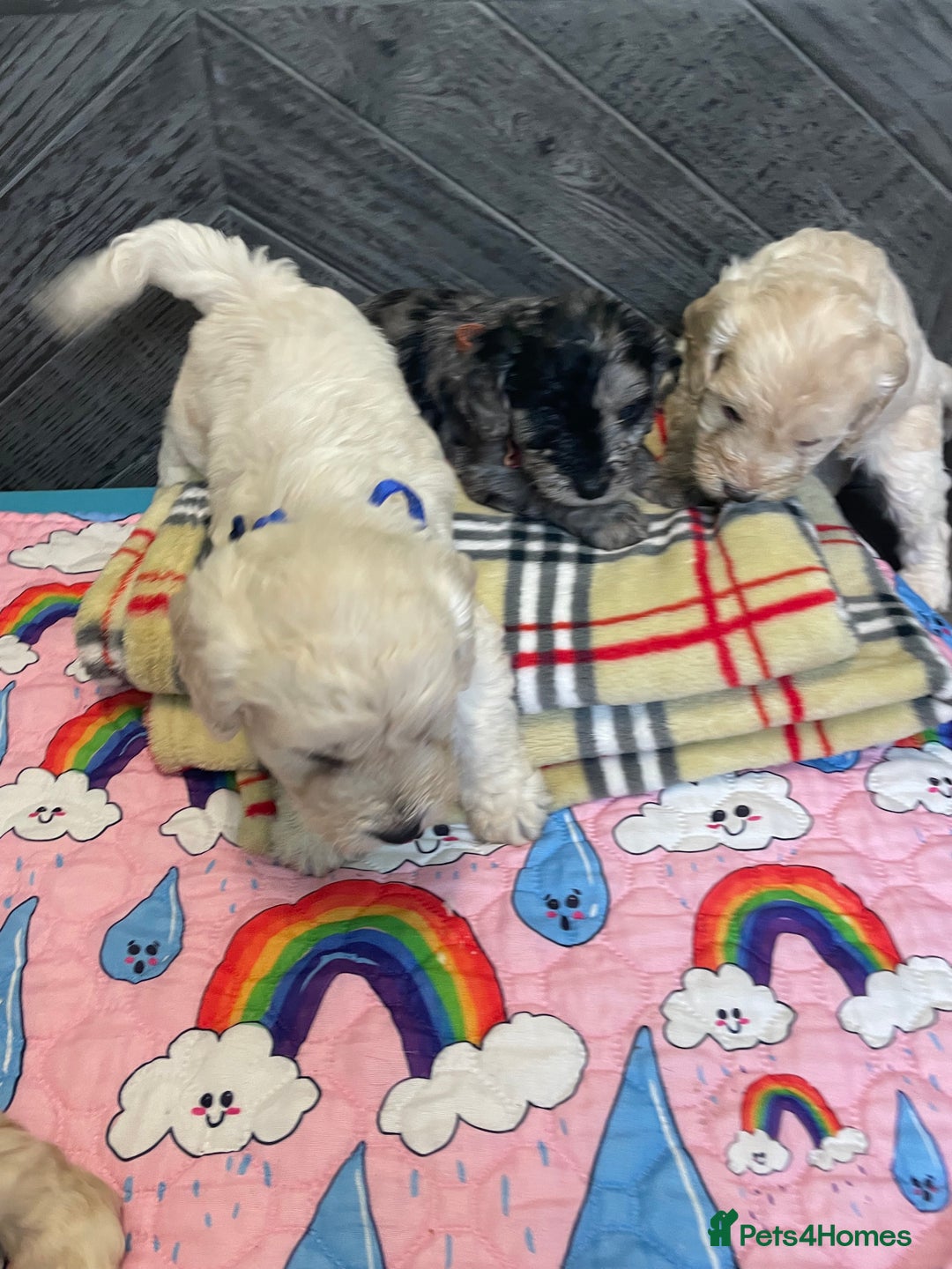 Cockapoo dogs for sale: Cockapoo puppies F1  - Image 12