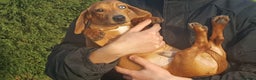Miniature Dachshund dogs for stud: Red dapple miniature dachshund for stud in Rushden - Advert 3