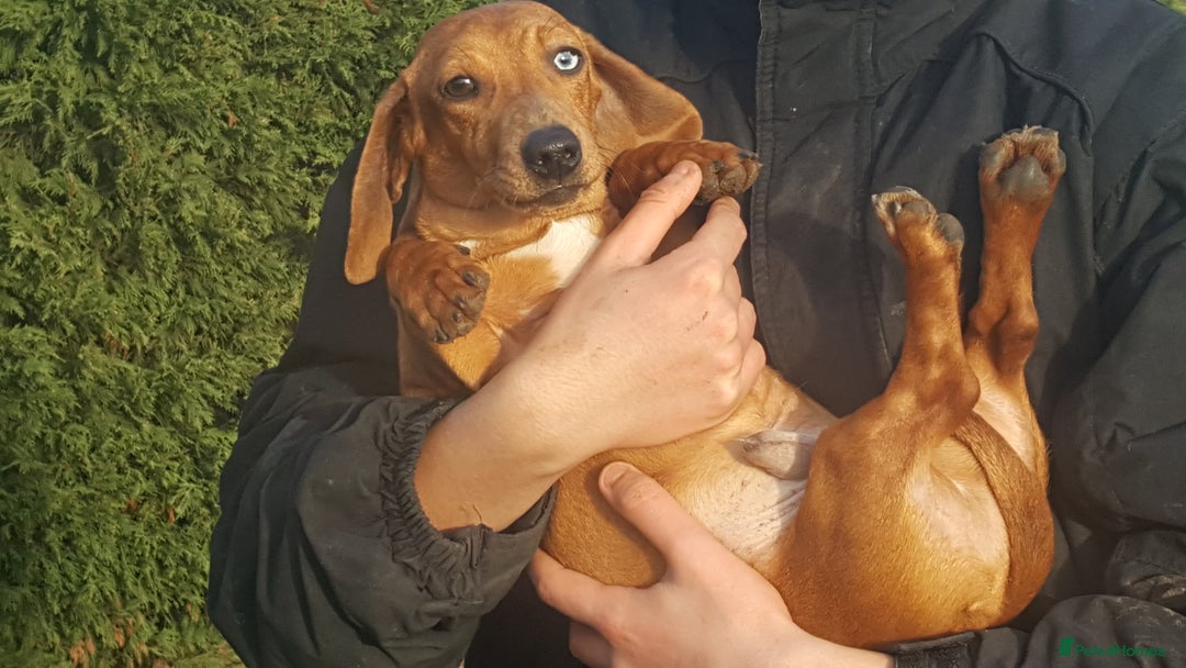 Miniature Dachshund dogs for stud: Red dapple miniature dachshund for stud in Rushden - Advert 3