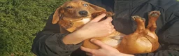 Miniature Dachshund dogs for stud: Red dapple miniature dachshund for stud in Rushden - Advert 3