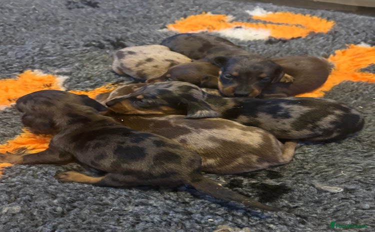 Dachshund dogs - Advert 7