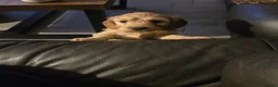 Cockapoo dogs for sale: Gorgeous, cockapoo puppies 5🌟 registered breeders - Advert 3