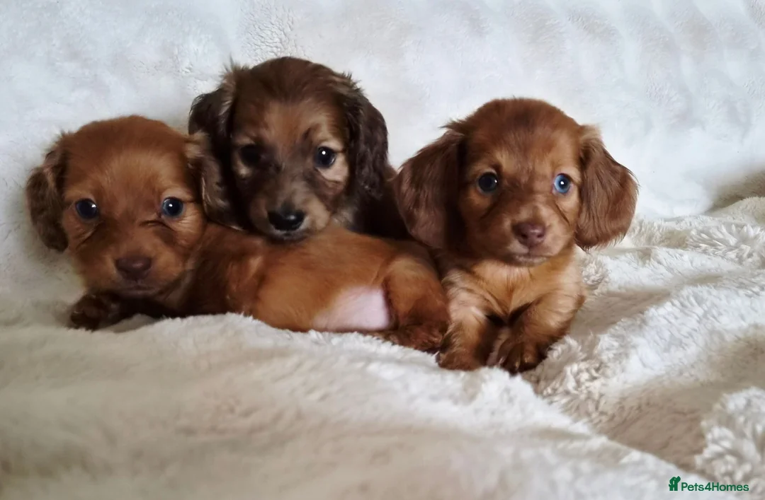 Miniature Dachshund dogs for sale: Longhair miniature dachshund puppys  - Advert 2
