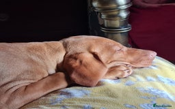 Hungarian Vizsla dogs for sale: PEDIGREE HUNGARIAN VIZLA GIRL 6 Months Old. - Image 7