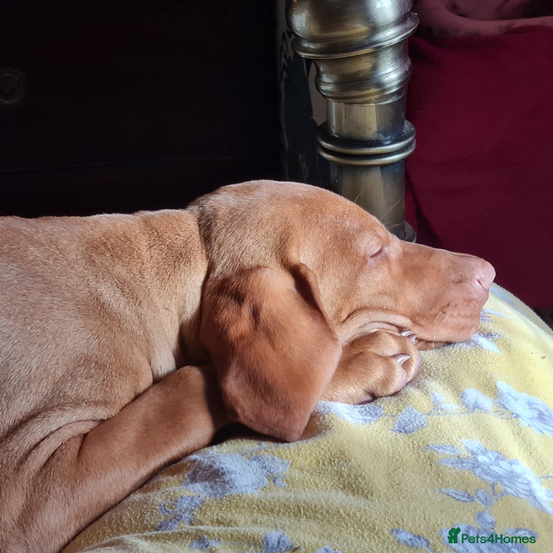 Hungarian Vizsla dogs for sale: PEDIGREE HUNGARIAN VIZLA GIRL 6 Months Old. - Image 7