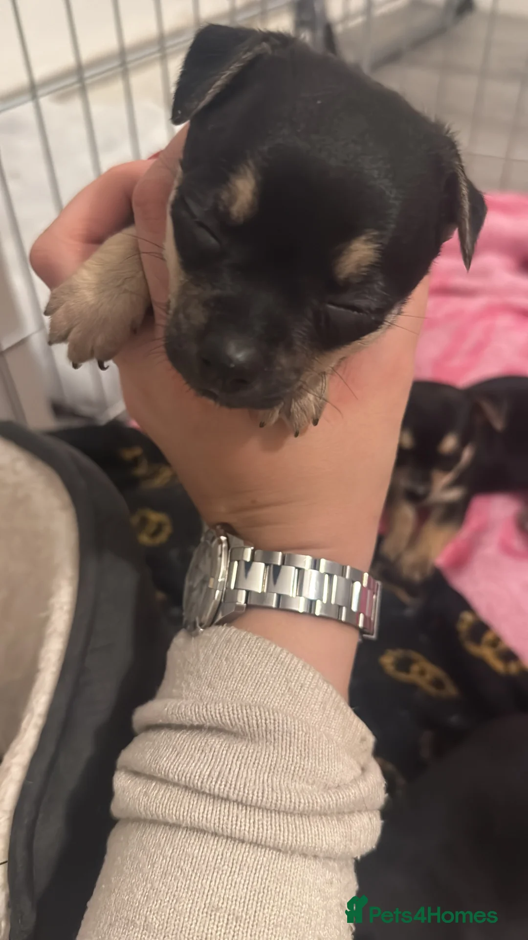 Mixed Breed dogs for sale: Puppies for sale - Advert 2